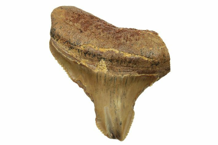 Juvenile Fossil Megalodon Tooth From Angola - Unusual Location #259523